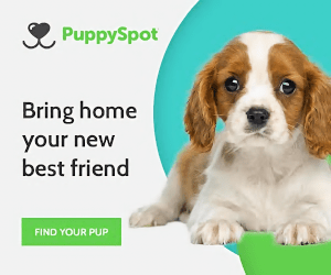 puppyspot cavalier king charles spaniel